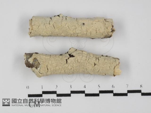燈籠囊擬射脈菌藏品圖，第1張
