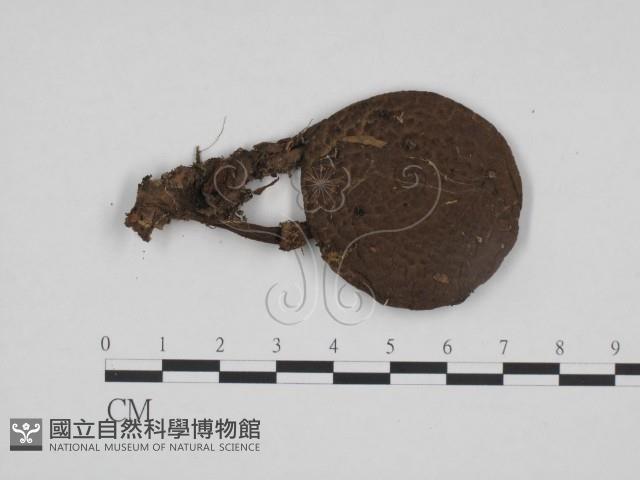 登錄號:F0024676藏品圖，第1張