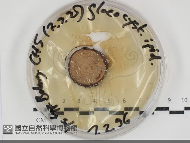 登錄號:F0034676藏品圖，第1張