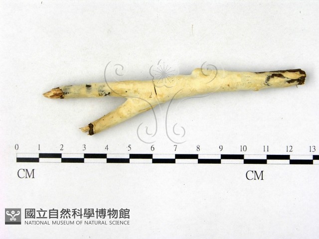 顯絲菌屬藏品圖，第1張