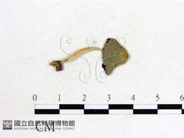 登錄號:F0002676藏品圖，第3張