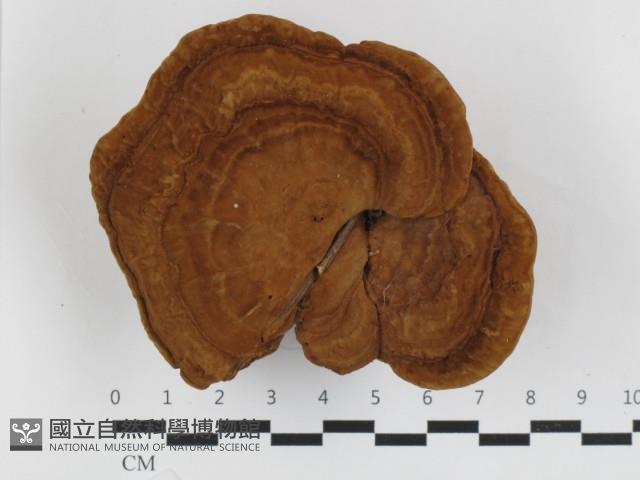 登錄號:F0032676藏品圖，第1張