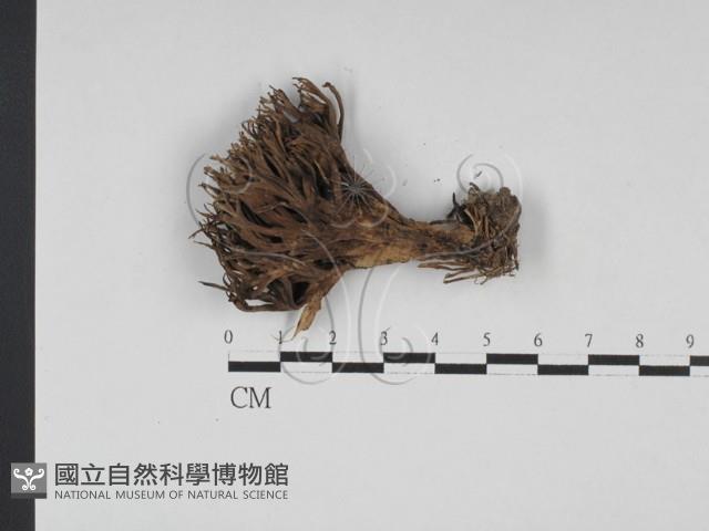 登錄號:F0027676藏品圖，第1張