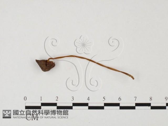 小菇屬藏品圖，第1張