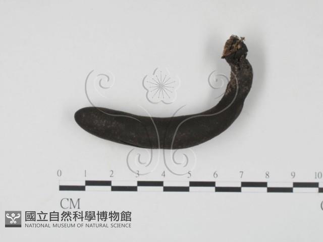登錄號:F0005676藏品圖，第1張
