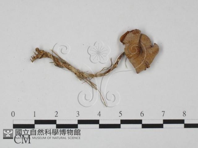 登錄號:F0015676藏品圖，第1張