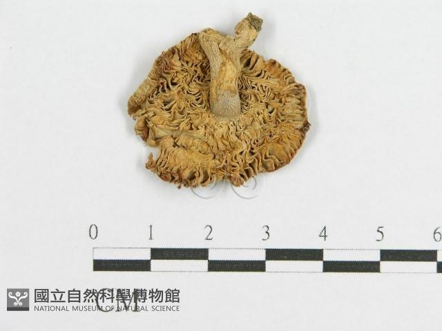 登錄號:F0009676藏品圖，第1張