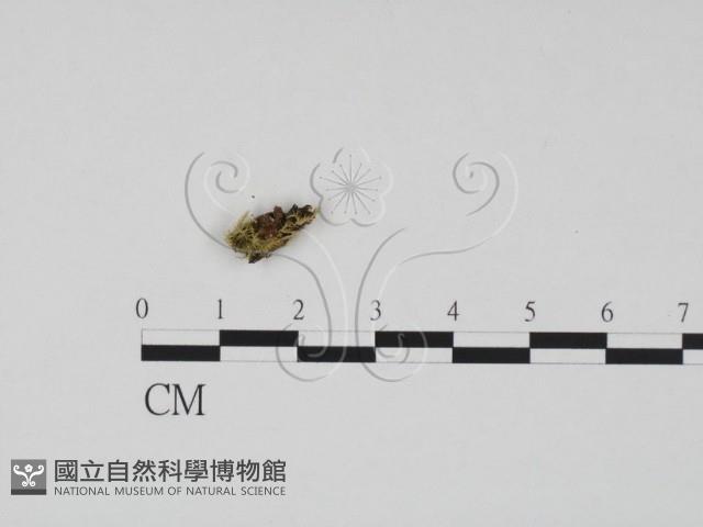 登錄號:F0019676藏品圖，第1張