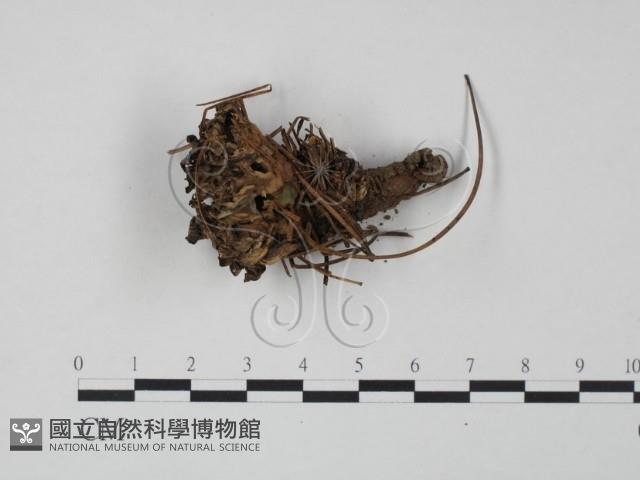 革菌屬藏品圖，第1張