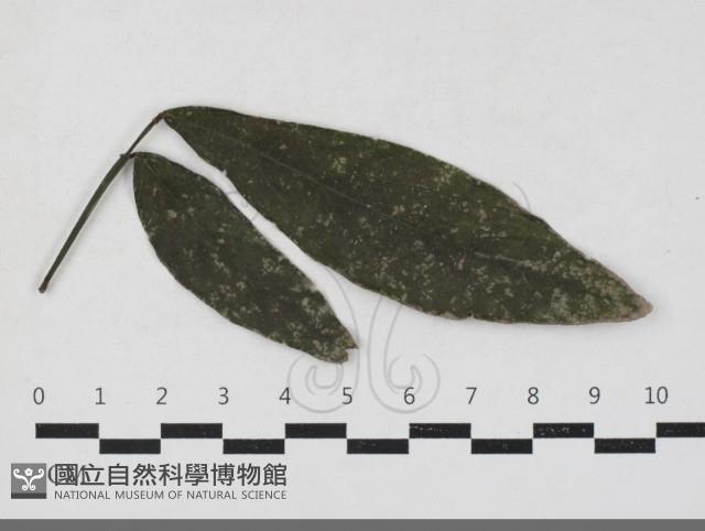 登錄號:F0033676藏品圖，第1張