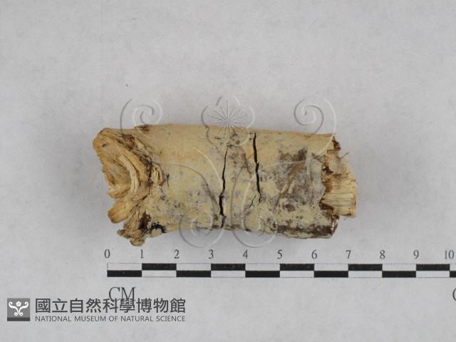 登錄號:F0028476藏品圖，第1張