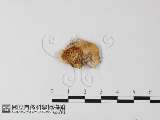 登錄號:F0008476藏品圖，第1張