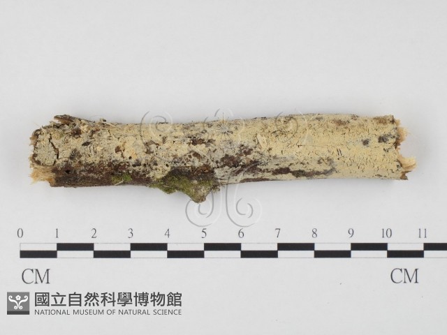 冇骨消絲齒菌藏品圖，第1張