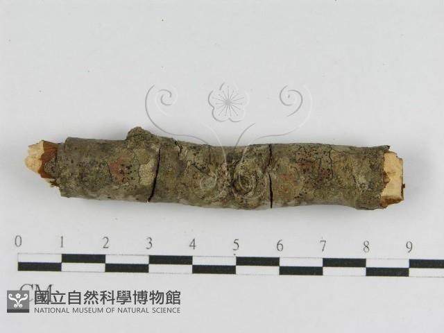 登錄號:F0010476藏品圖，第1張
