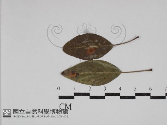 登錄號:F0030476藏品圖，第1張