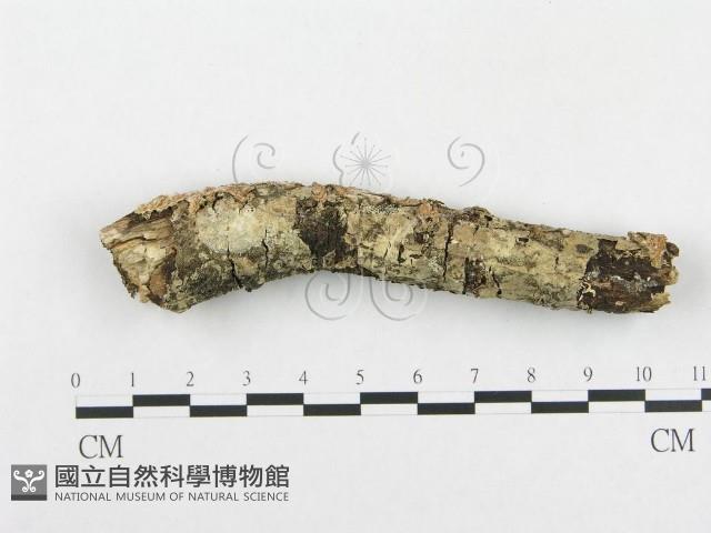 登錄號:F0001476藏品圖，第1張