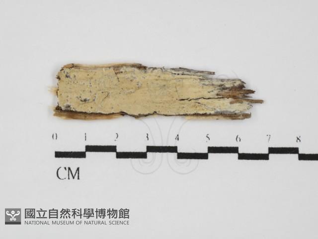 登錄號:F0031476藏品圖，第1張