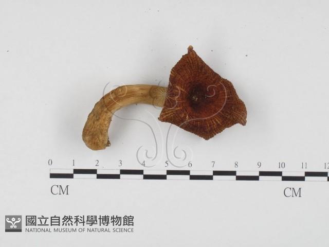 登錄號:F0024476藏品圖，第1張