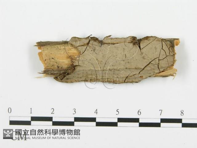 登錄號:F0004476藏品圖，第1張