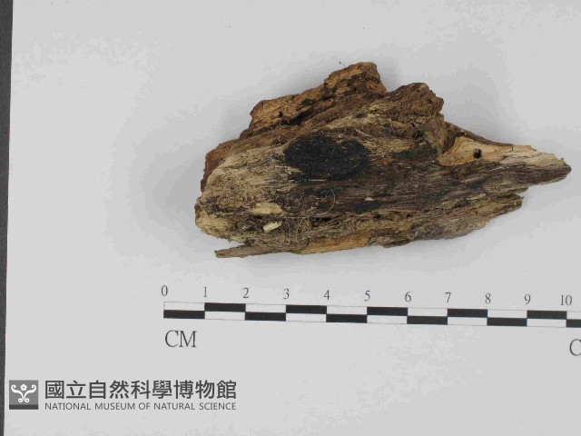 登錄號:F0014476藏品圖，第1張