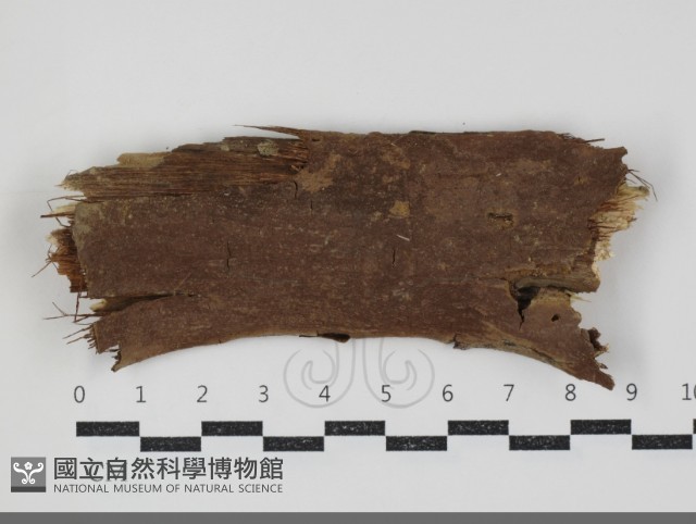 刺革菌屬藏品圖，第1張