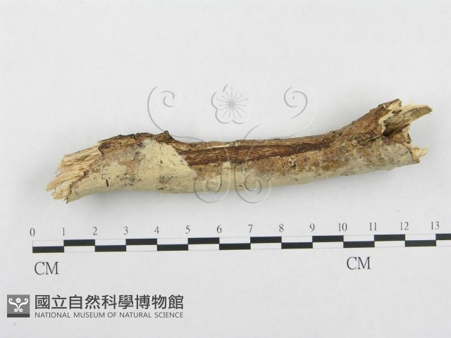 登錄號:F0002476藏品圖，第1張