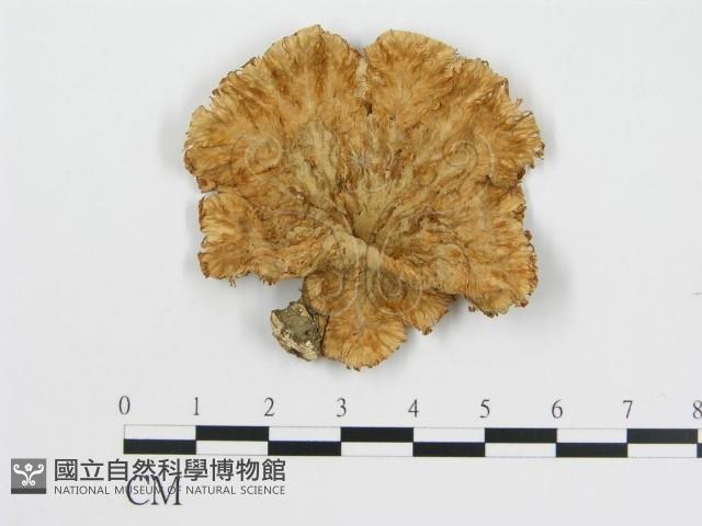 登錄號:F0012476藏品圖，第1張