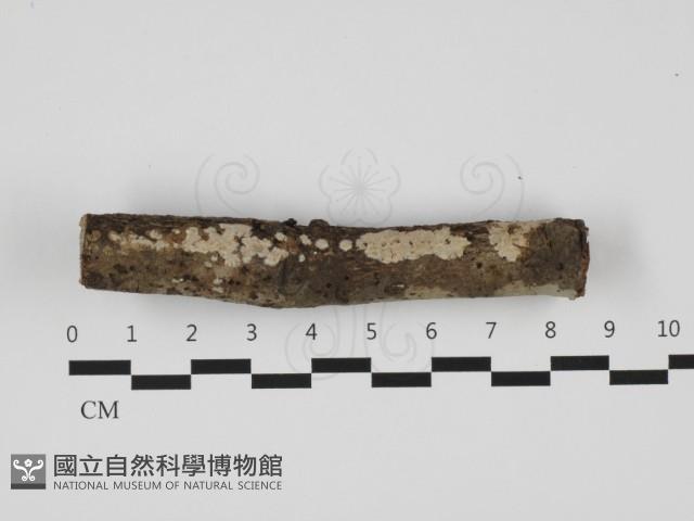 刺皮菌屬藏品圖，第1張