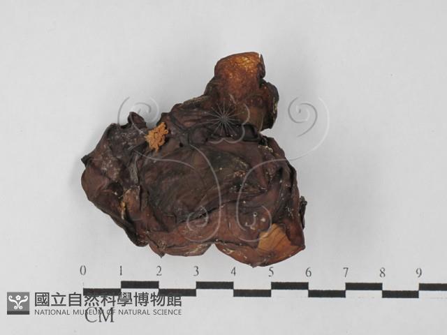 登錄號:F0027476藏品圖，第1張