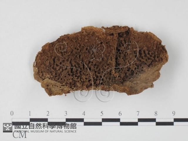 栓菌屬藏品圖，第1張