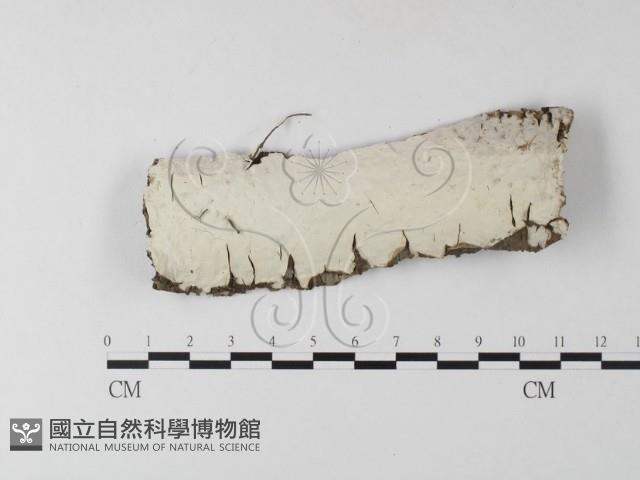 燈籠囊擬射脈菌藏品圖，第1張