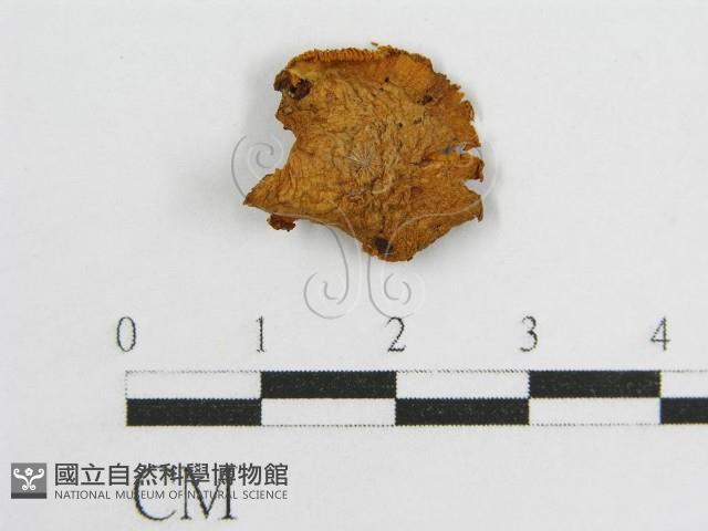 登錄號:F0005476藏品圖，第1張