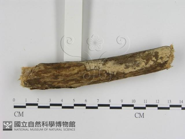 登錄號:F0015476藏品圖，第1張