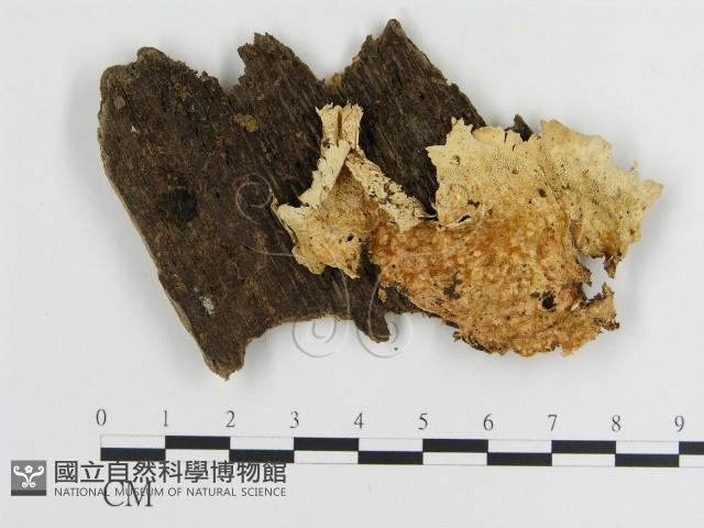 登錄號:F0009476藏品圖，第1張