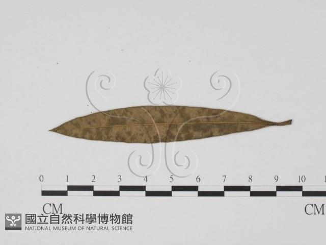 登錄號:F0019476藏品圖，第1張