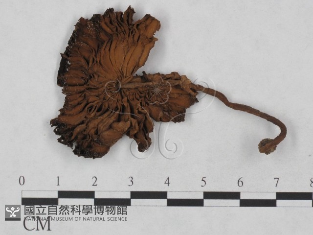 登錄號:F0023476藏品圖，第1張