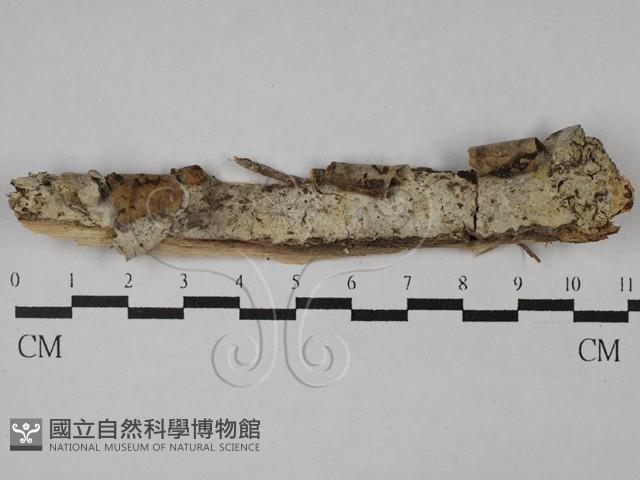 顯絲菌屬藏品圖，第1張