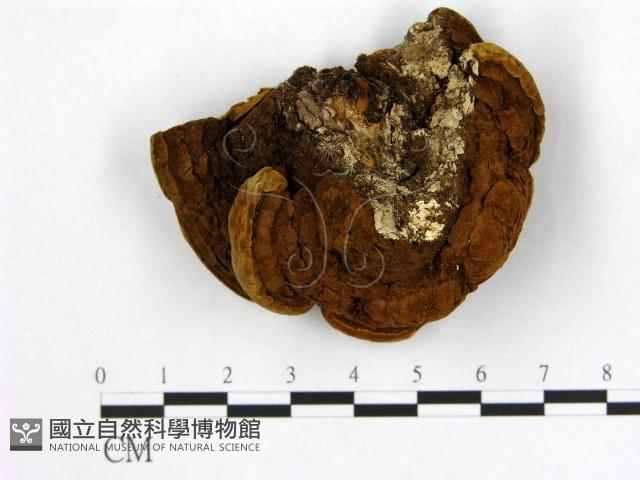 登錄號:F0008776藏品圖，第1張