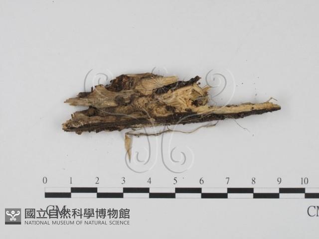 登錄號:F0020776藏品圖，第1張