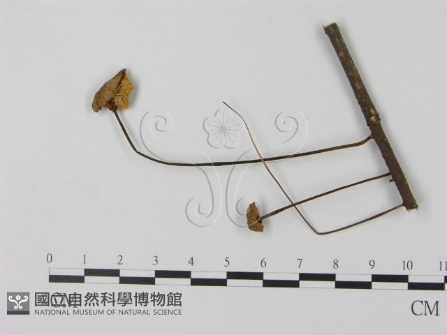 登錄號:F0010776藏品圖，第1張