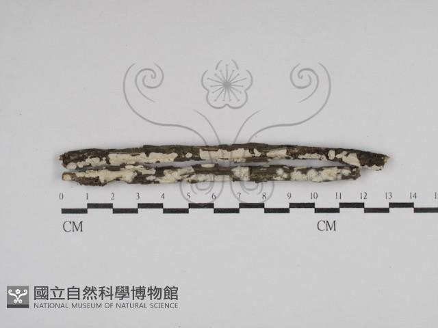 登錄號:F0030776藏品圖，第1張