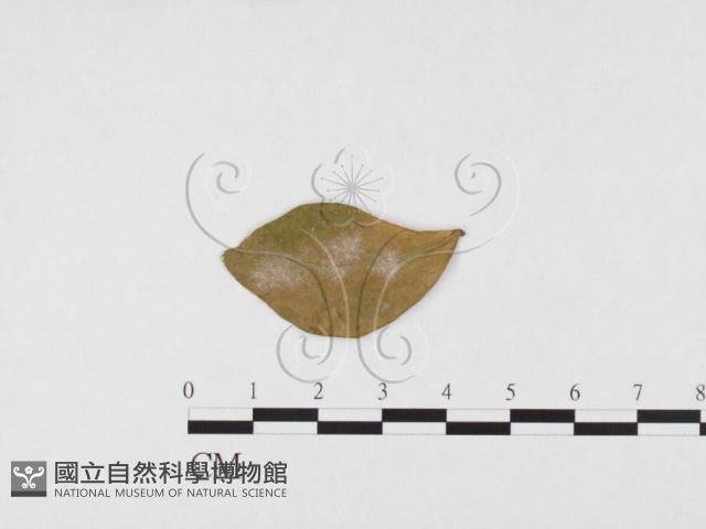 登錄號:F0026776藏品圖，第1張