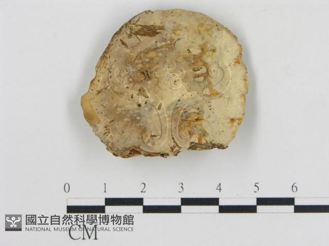 松生擬層孔菌藏品圖，第1張