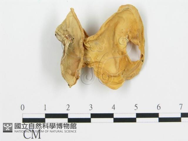 登錄號:F0016776藏品圖，第1張