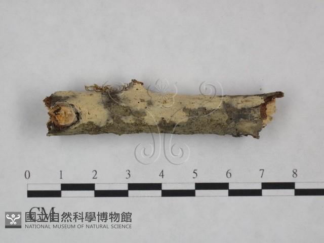 剛毛絲皮菌藏品圖，第1張