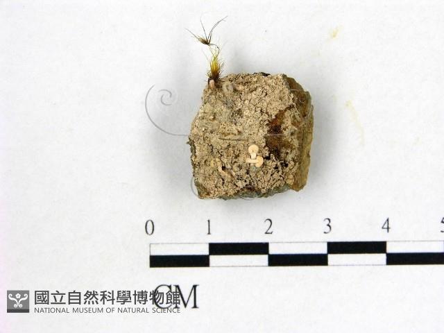 登錄號:F0001776藏品圖，第1張