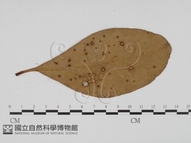 登錄號:F0011776藏品圖，第1張