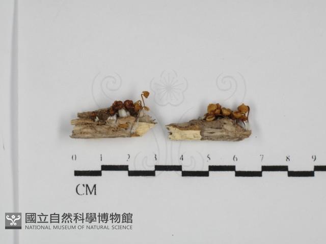 小菇屬藏品圖，第1張