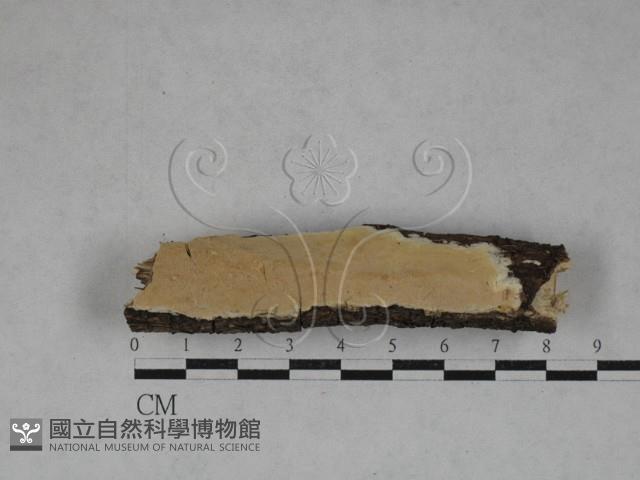 登錄號:F0014776藏品圖，第1張