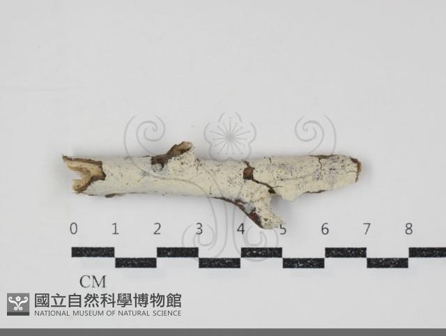 登錄號:F0034776藏品圖，第1張